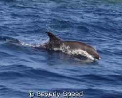 Ambassador of the Sea/dolphin, dolphins, Bottlenose dohph... by Beverly Speed 